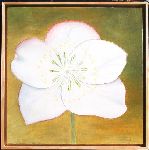 Elebore ( huile sur toile  50 cm x 50 cm )